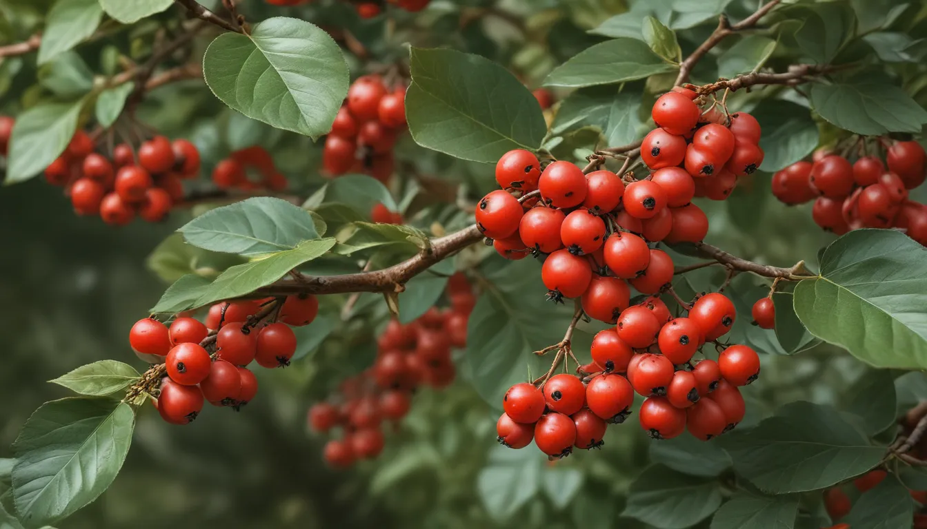 intriguing facts about cotoneaster 6f170a46