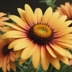 intriguing facts about gloriosa daisy 43059d3d 1