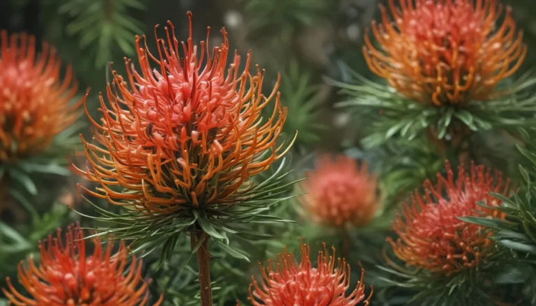 Unveiling the Beauty of Grevillea: 11 Intriguing Facts About These Remarkable Plants