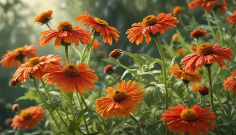 The Splendor of Helenium: Unveiling 17 Fascinating Facts