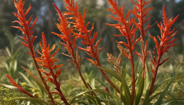 Unveiling the Wonders of Kangaroo Paw: 16 Intriguing Facts