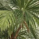 intriguing facts about kentia palm 5907d02a 1