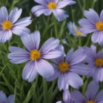 mind blowing facts about blue eyed grass 878abe2d 2