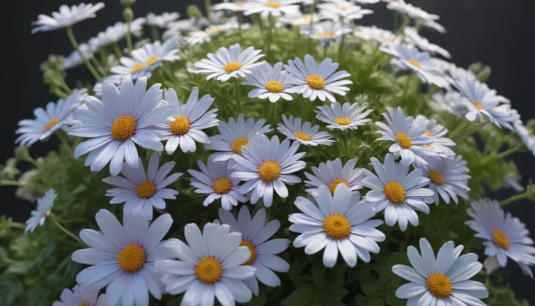 The Beauty of Cineraria: A Complete Guide to this Fascinating Plant