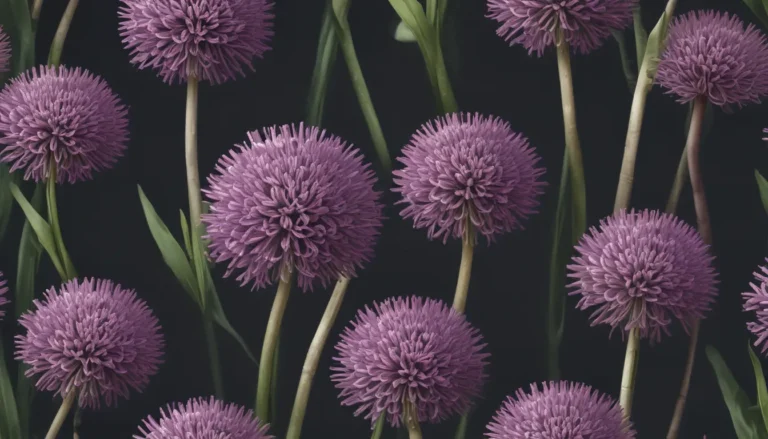 Drumstick Allium: Unveiling 9 Intriguing Facts