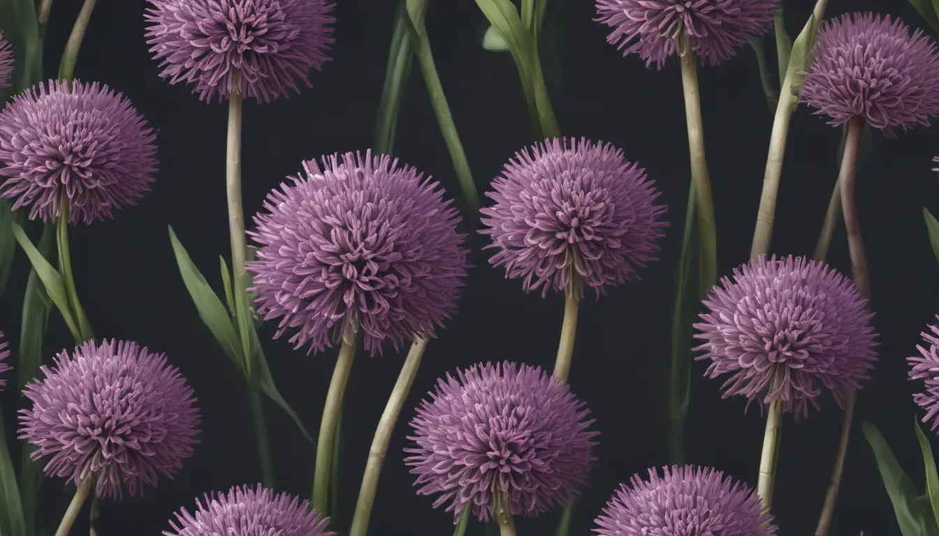 mind blowing facts about drumstick allium 0fd21ca0