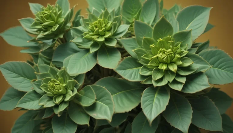 Exploring the Fascinating World of Euphorbia: 17 Intriguing Facts