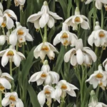 mind blowing facts about leucojum 43264908 3