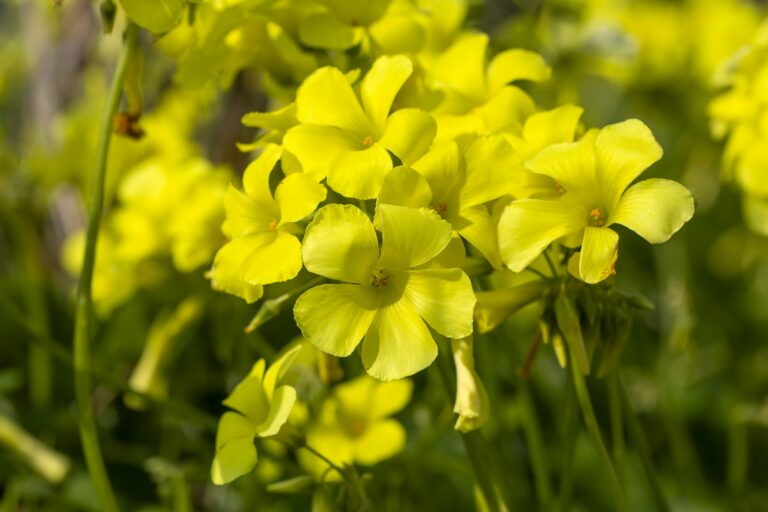 Embracing the Beauty of Oxalis: A Gardener’s Guide to the Enchanting Shamrock Plant