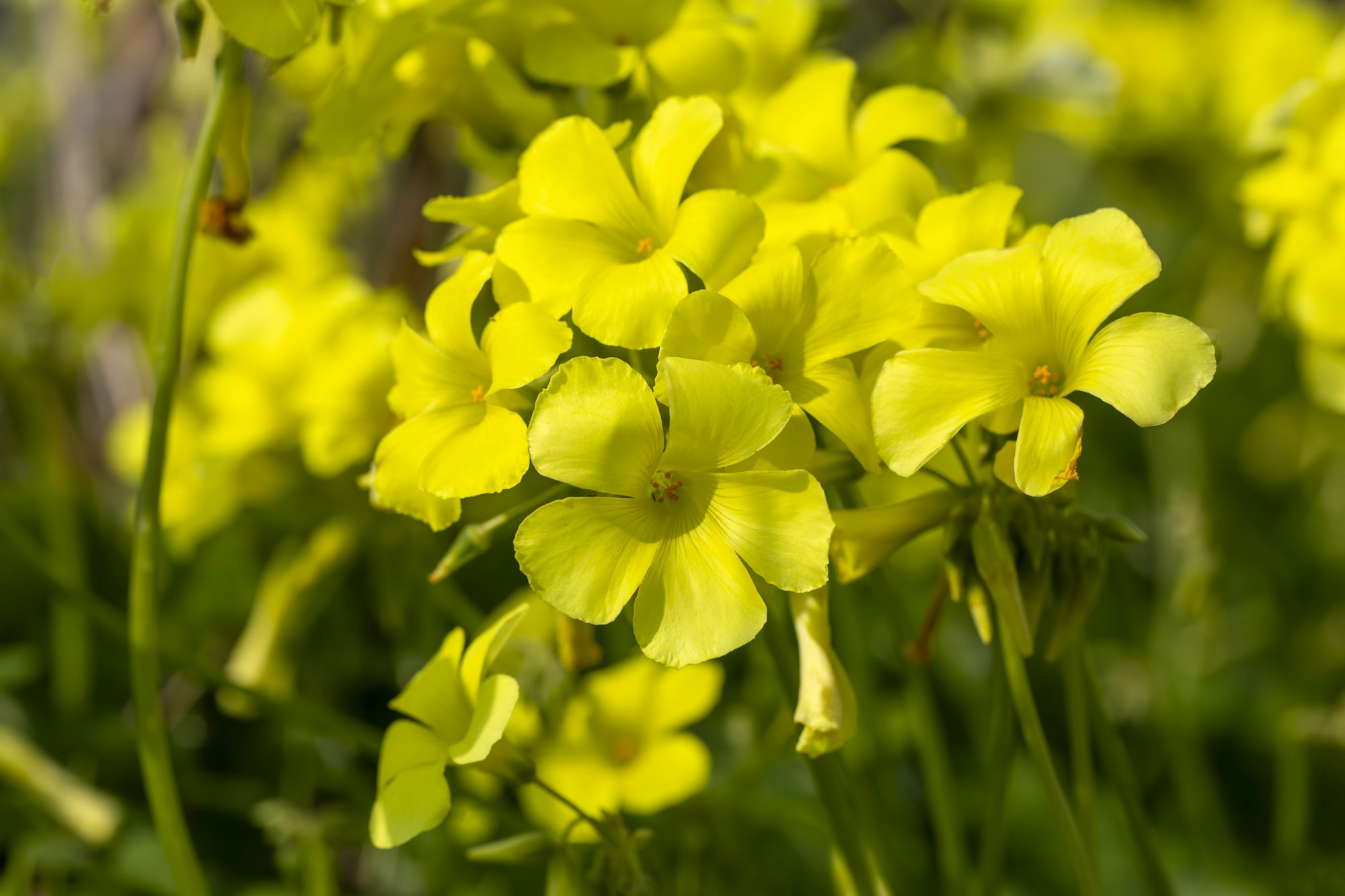 Oxalis pes-caprae is a plant species belonging to the genus Oxalis.