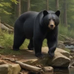 pennsylvania black bear facts da319e29