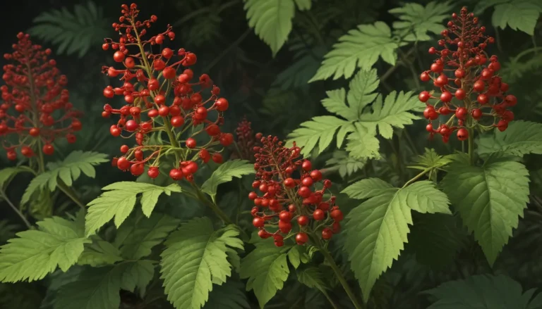 Unveiling the Mysteries of Red Baneberry: A Fascinating Plant of the North American Woodlands