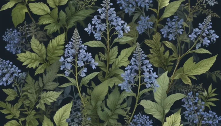 Exploring Blue Cohosh: A Botanical Treasure of North America