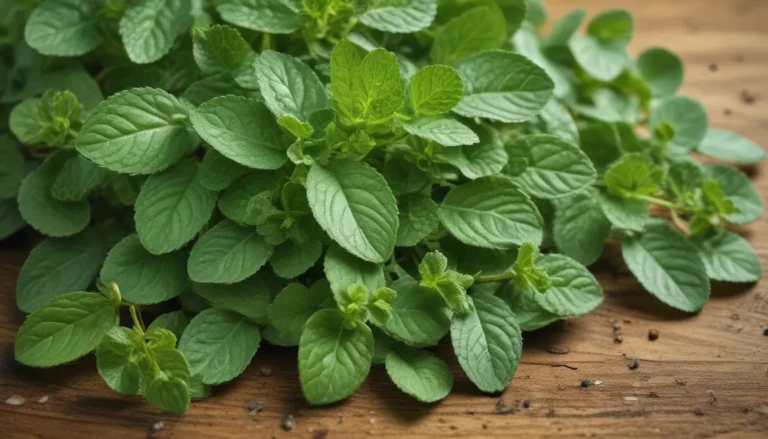 The Allure of Corsican Mint: 18 Fascinating Facts About This Aromatic Herb