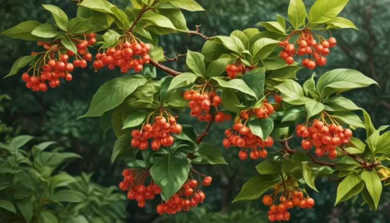 Unveiling the Wonders of Euonymus: 15 Fascinating Facts