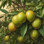 surprising facts about goniolimon 5bbf9d04 1