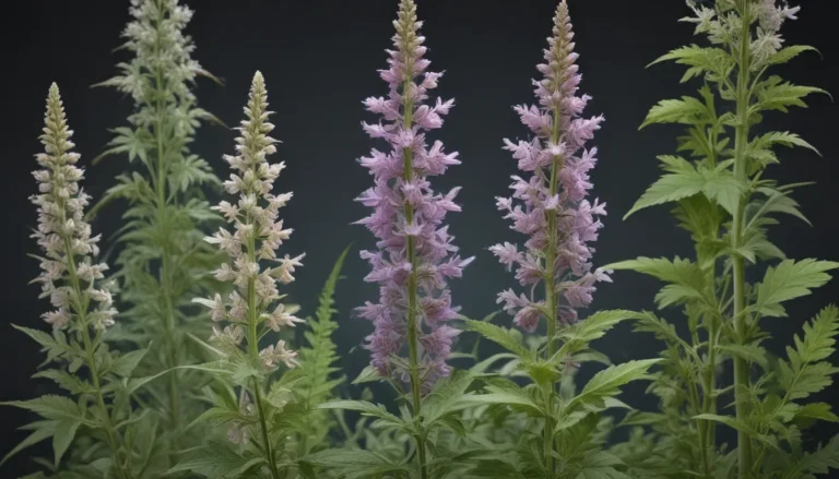 Discover the Magic of Motherwort: Unveiling 20 Surprising Facts