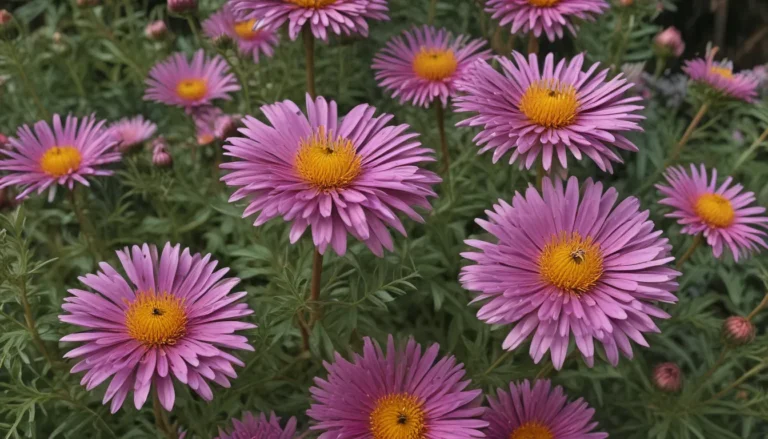 Unveiling the Marvels of New England Aster: A Vibrant Addition to Your Garden