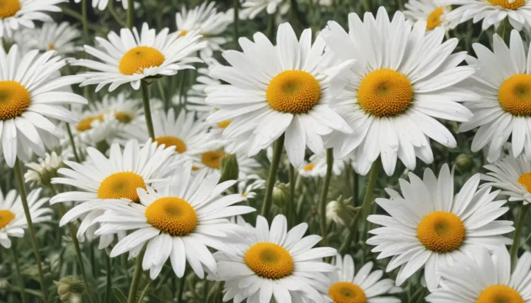 Embracing the Beauty of Oxeye Daisy: 12 Fascinating Facts to Discover