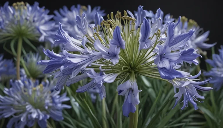 The Enigmatic Beauty of Agapanthus: Unveiling 20 Surprising Facts