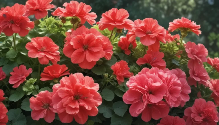 Discover the Enchanting World of Geraniums: 20 Fascinating Facts