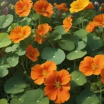 unbelievable facts about nasturtium b9506159 2