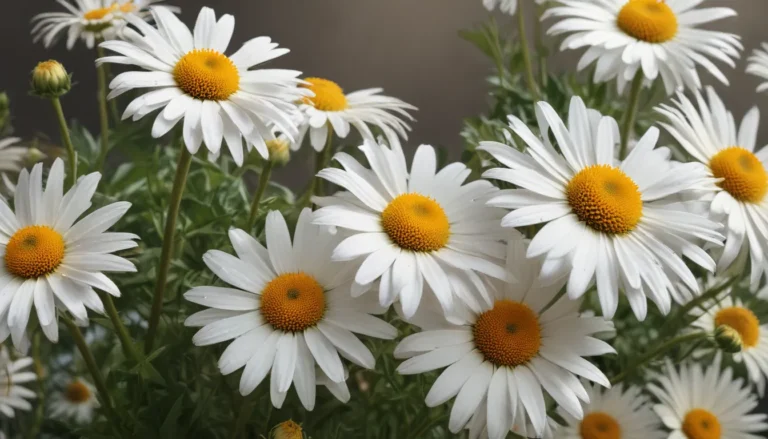 Discover the Enchanting World of Shasta Daisy: 12 Fascinating Facts