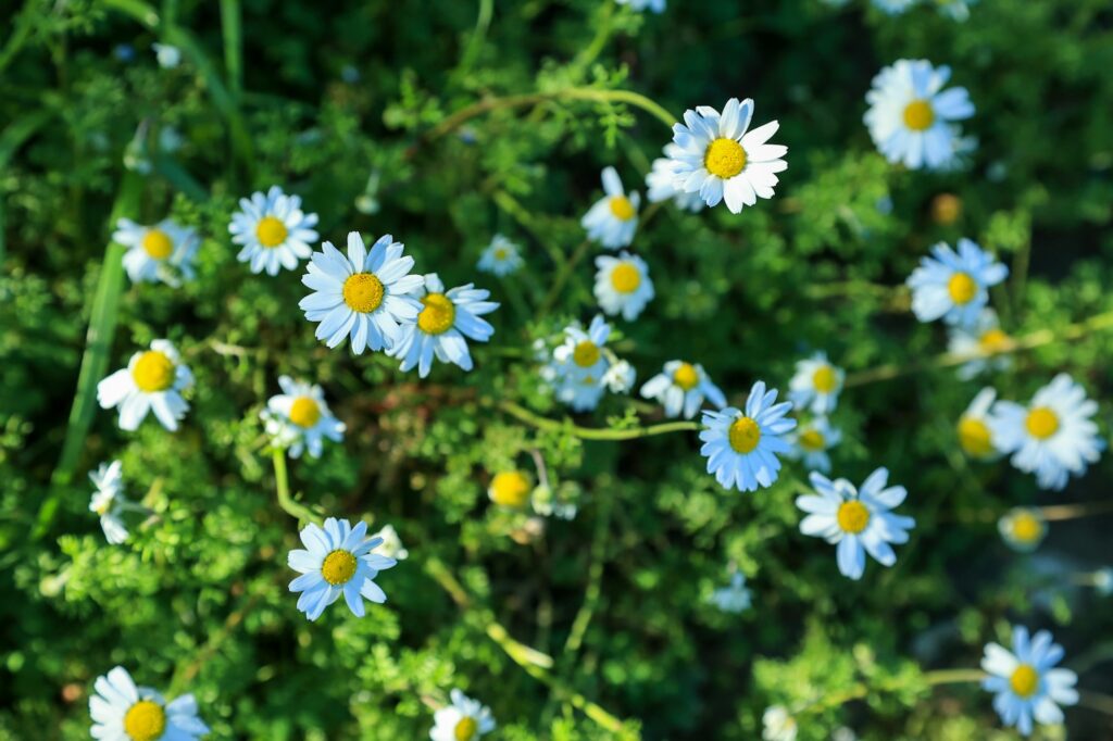 Wild daisy flowers growing on meadow. Daisies, Dox-eye. Gardening concept