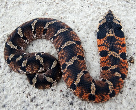 Eastern Hognose Snake facts