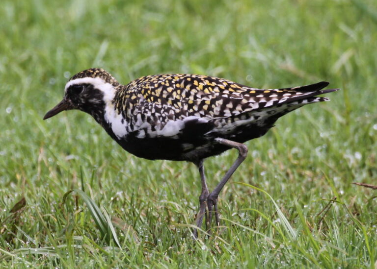 Kolea Bird Facts: The Fascinating Pacific Golden Plover