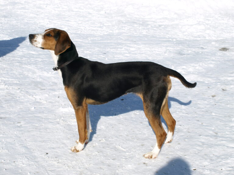 Fascinating Facts About Finnish Hounds: A Comprehensive Guide