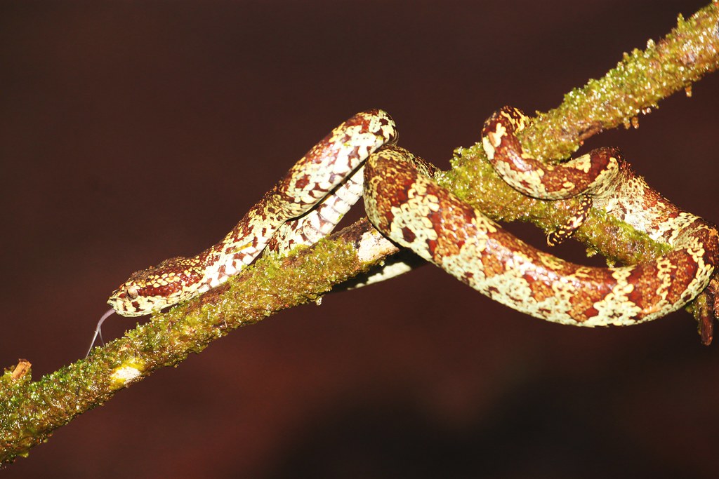 Malabar Pit Viper