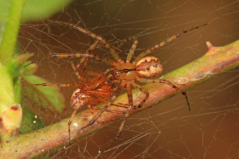 Facts About Hammock Spider: Nature’s Web-Weaving Wonders