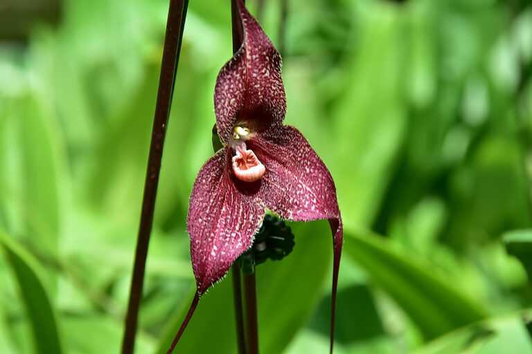 11 Fascinating Facts About the Monkey Face Orchid