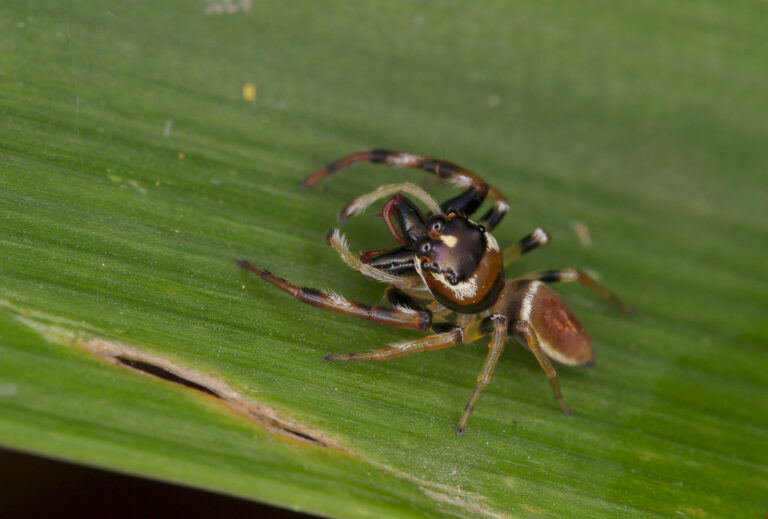 15 Fascinating Facts About Long Jawed Spider: Nature’s Miniature Marvels