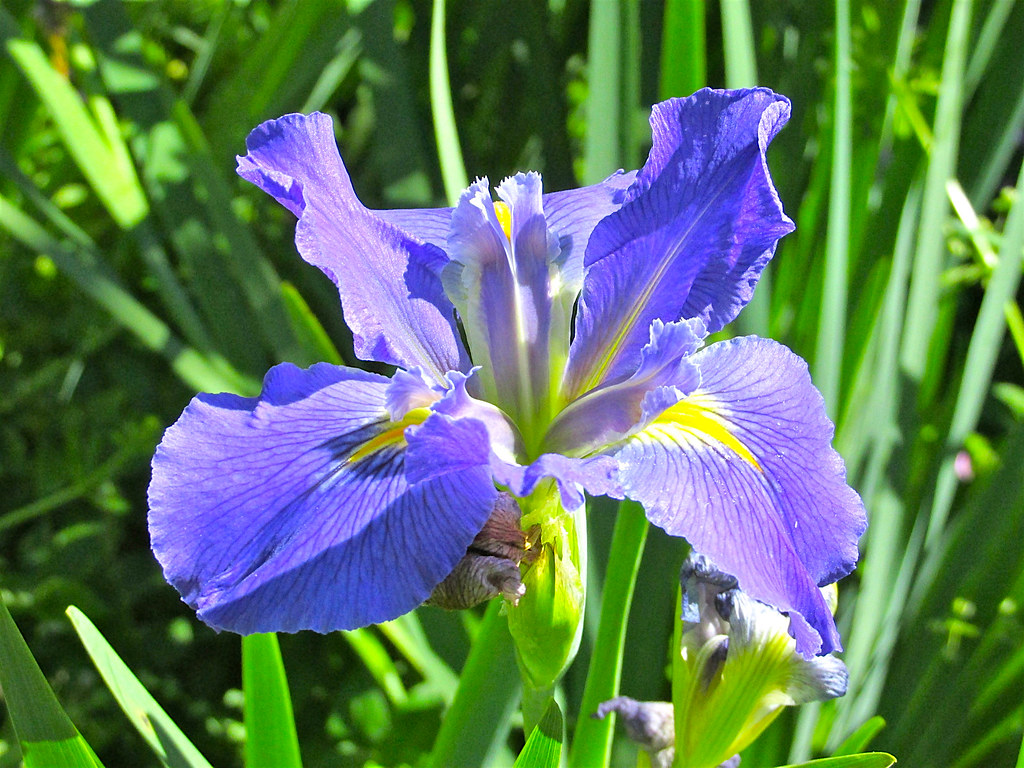 japanese iris