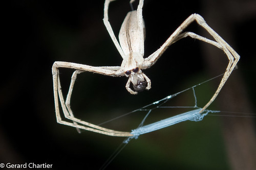 10 Fascinating Facts About Ogre-faced Spiders