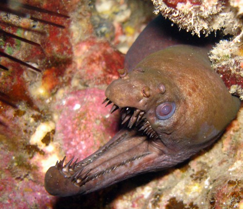 7 Fascinating Facts About Viper Morays