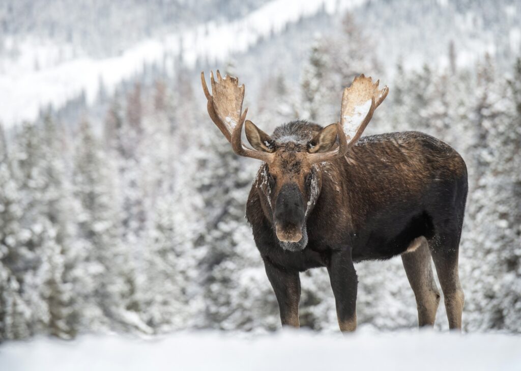 A Moose in Snow