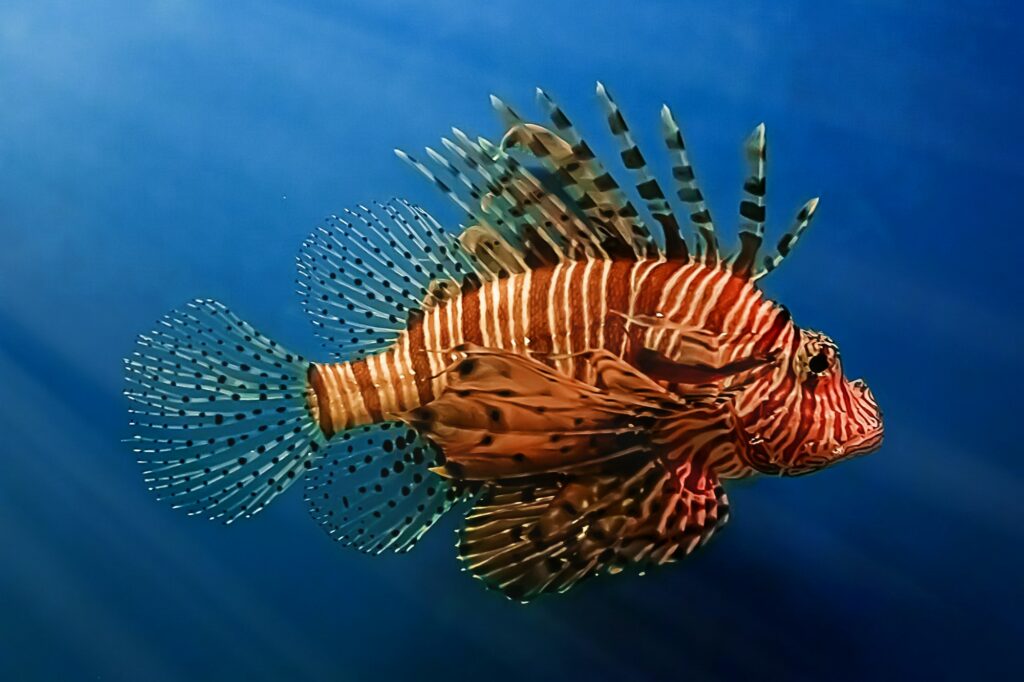 A predatory Pterois volitans swims in search of food in blue water.