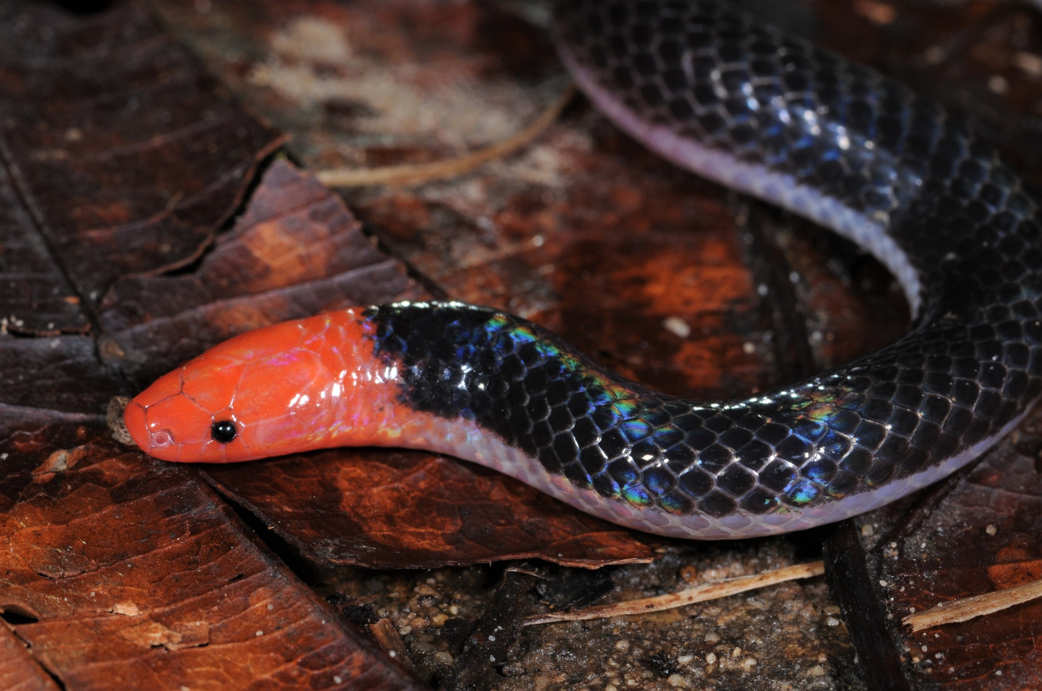 10 Fascinating Facts About the Pink-headed Reed Snake