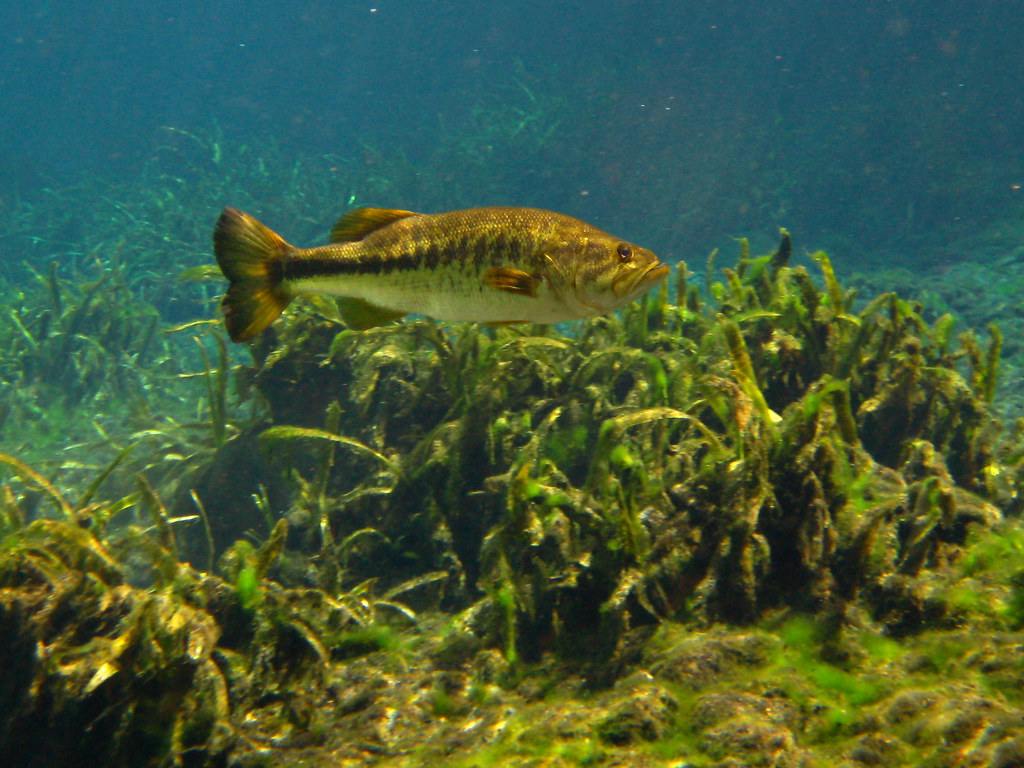 Largemouth Bass