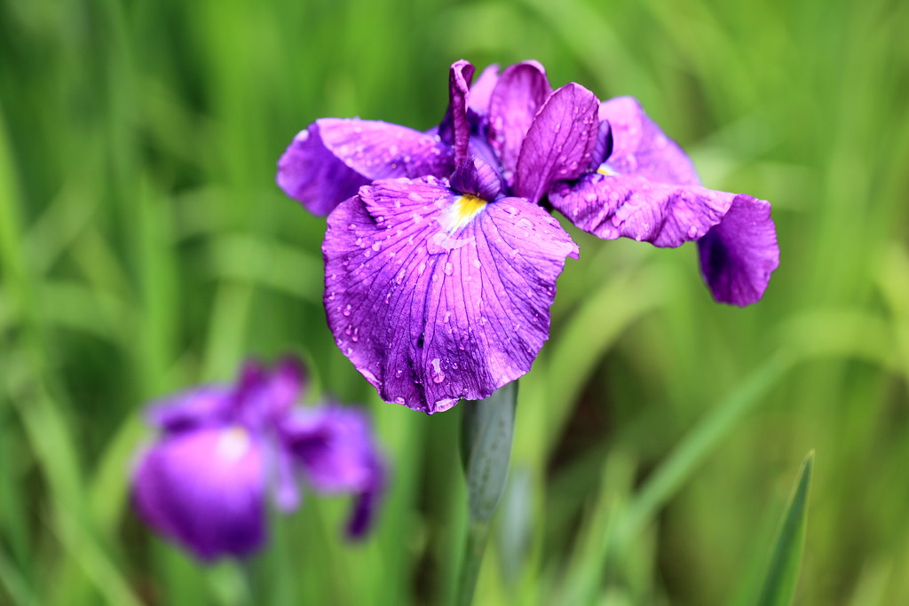 Japanese Iris