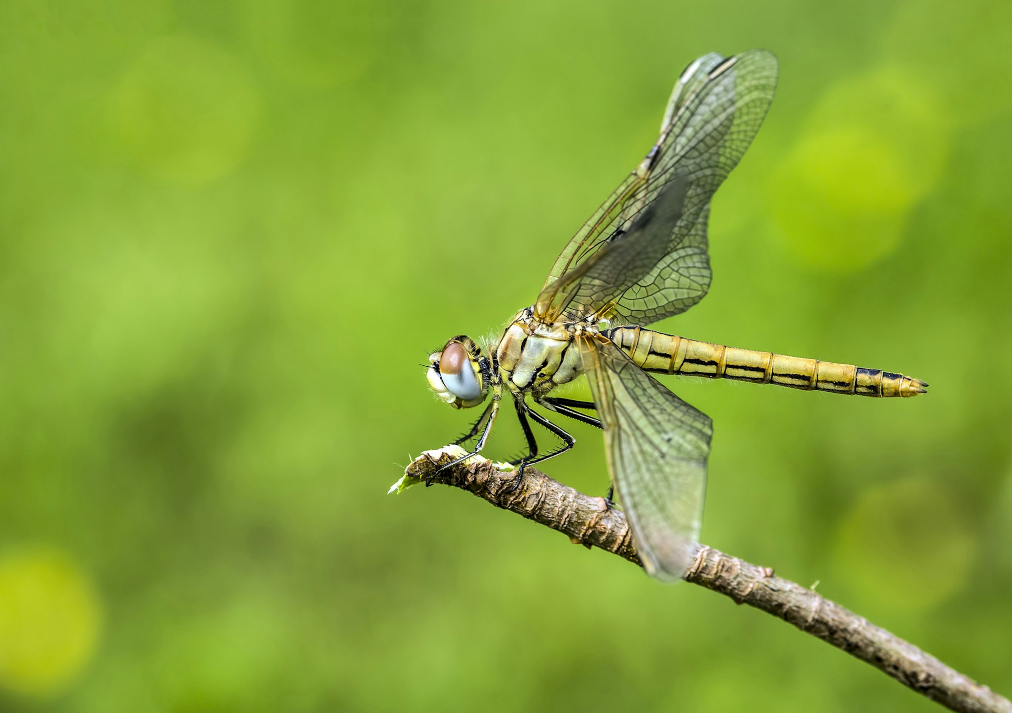 Beautiful nature scene dragonfly. Showing of eyes and wings detail.