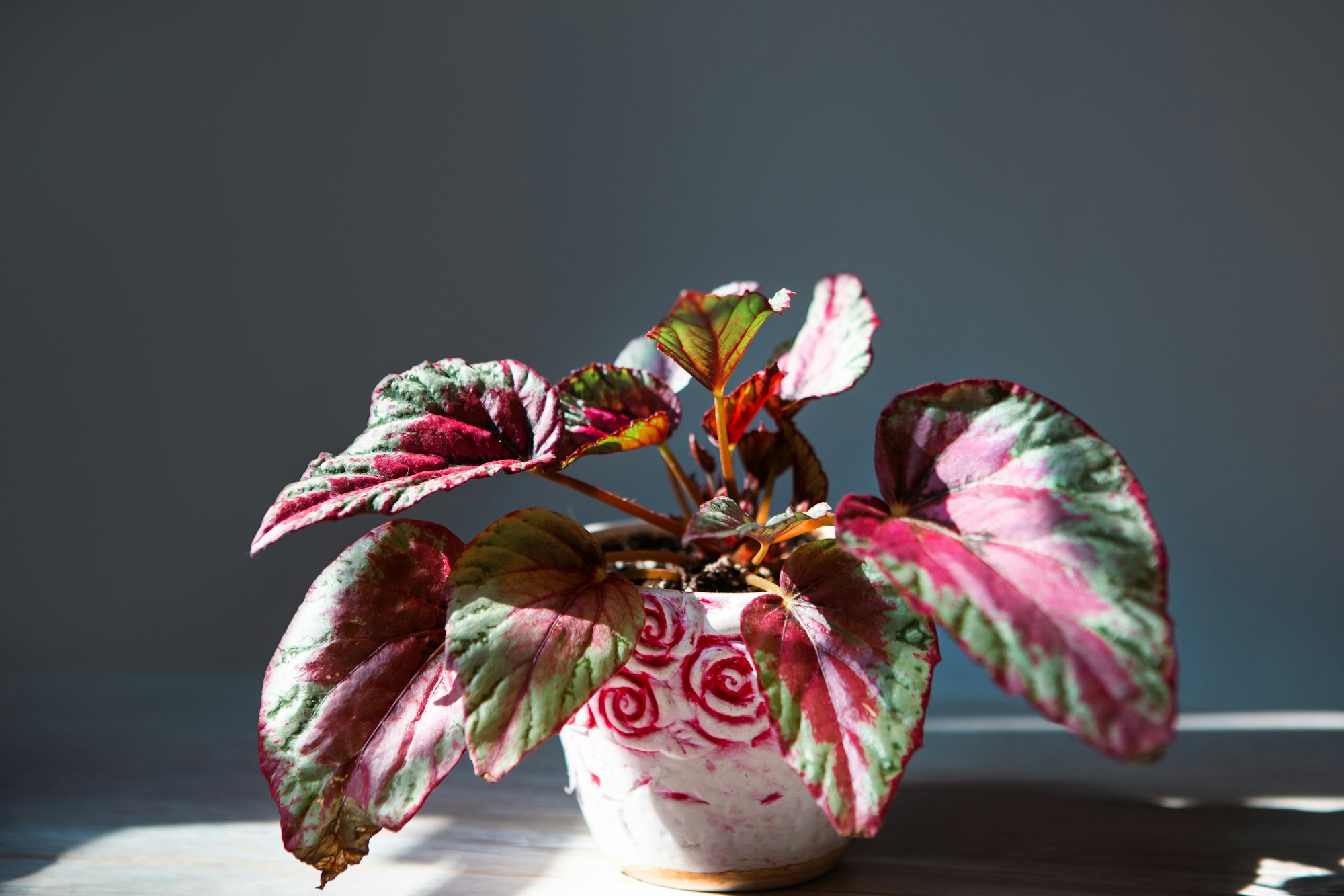 Begonia Maui Sunset decorative-deciduous Rex, scarlet leaf close-up in bright sunlight