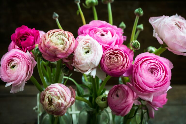 15 Fascinating Facts About Ranunculus Flowers