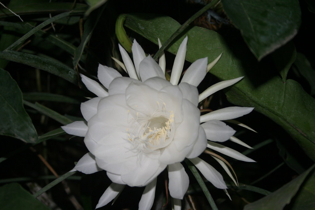 Queen of the Night Flower