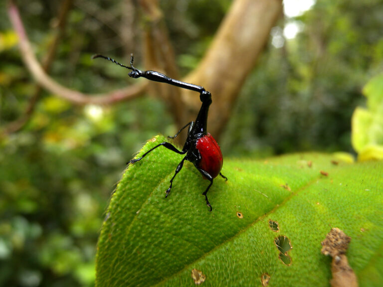 20 Fascinating Facts About Giraffe Weevils: Nature’s Living Marvels