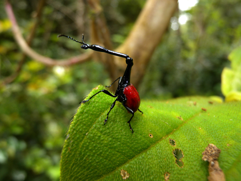 Giraffe Weevil, Andasibe, Madagascar