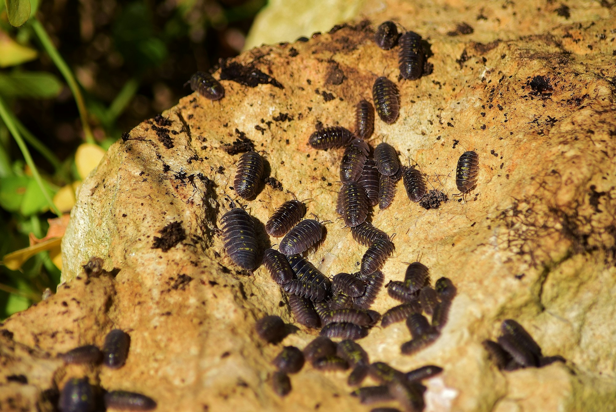 Facts About Woodlice